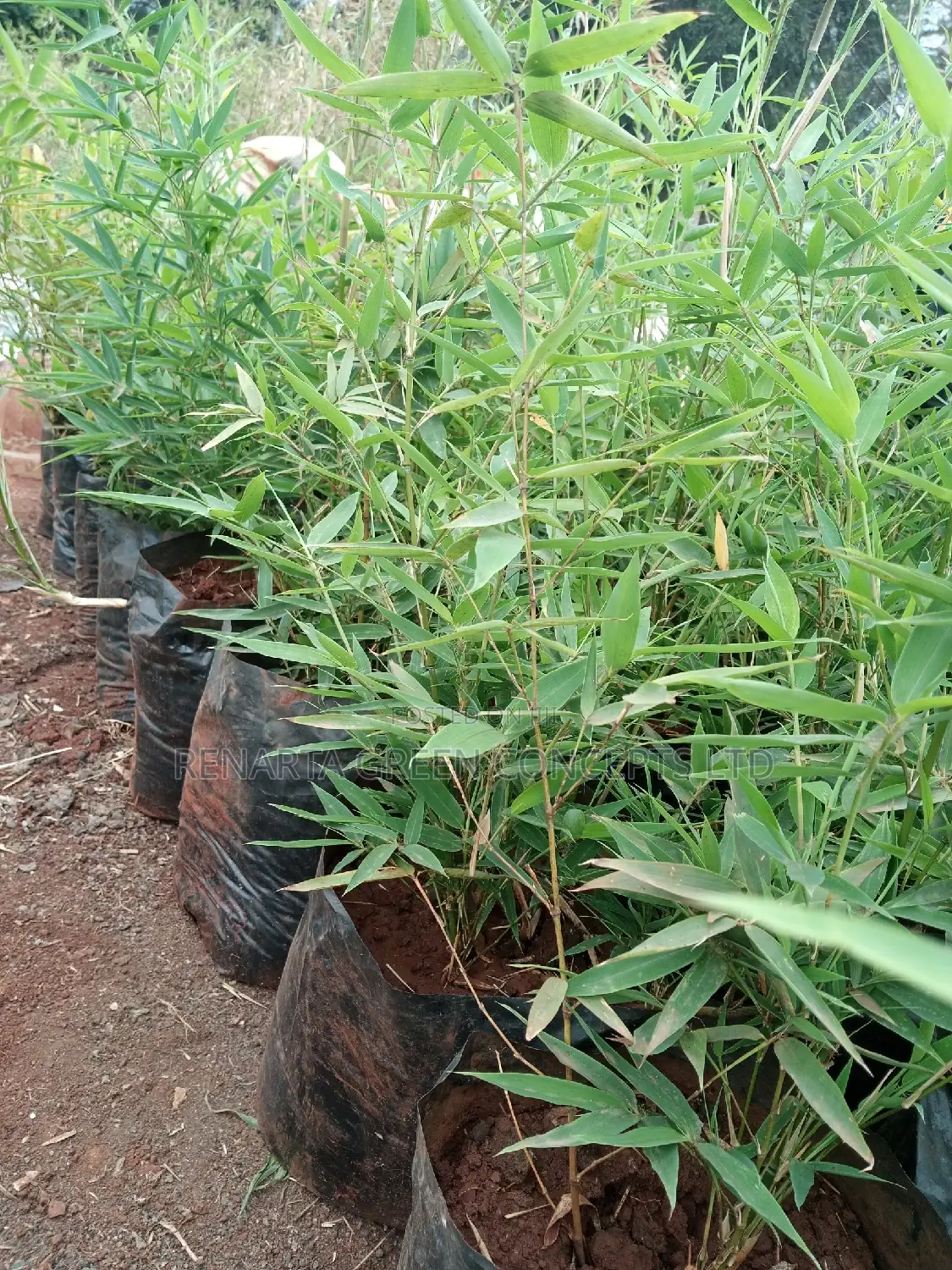 Miniature/ Ornamental Bamboo Whole Sale Price