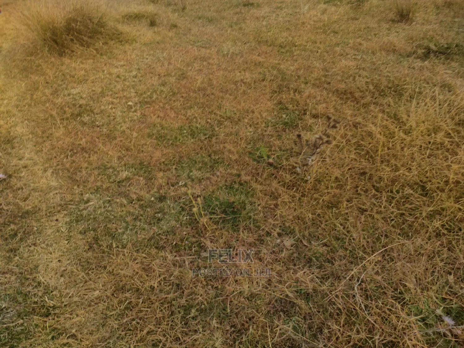 3 Acres Chaka/Munyu With a River