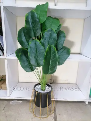 Banana Plant And Vase