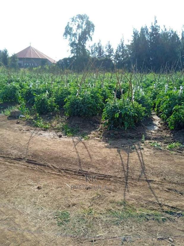Hot Cake Kiahuria Plots Measuring 100 by 100