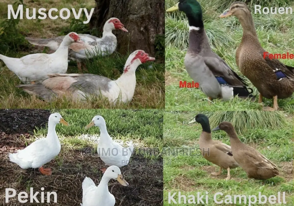 Ducks and Ducklings: Pekin/Muscovy/Khaki Campbell/ Swedish