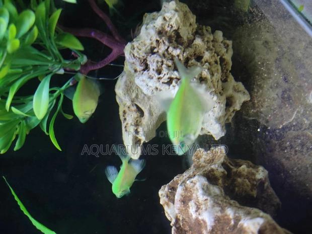 Neon Green Widows Fish - main view