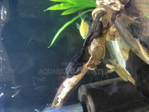 Pleco 211 Fish , Aquarium Fish - thumbnail 2