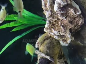 Algae Eater Fish ,Loaches , Aquarium Fish