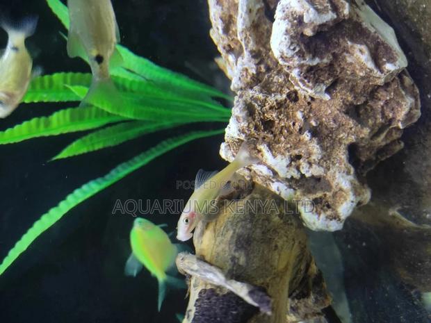 Algae Eater Fish ,Loaches , Aquarium Fish - main view