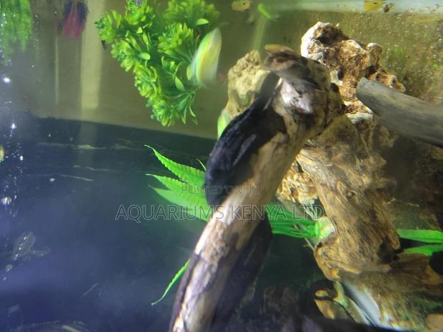 Pleco Fish, Algae Eater Fish - main view