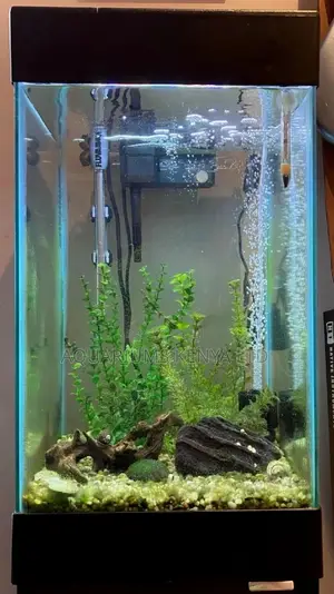 Small Fish Aquarium