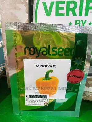Yellow Pepper Minerva F1 100 Seed