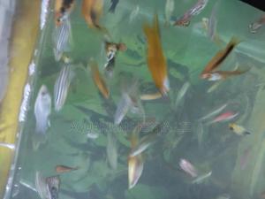 Small Nano Fishes ,For Small Tanks - thumbnail 2