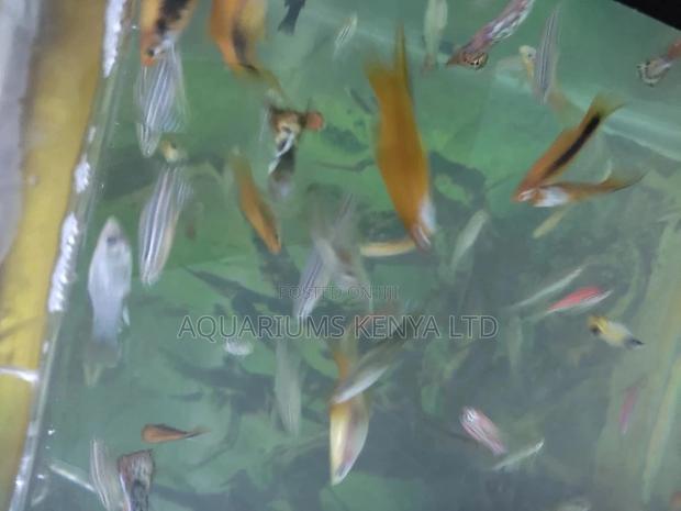 Small Nano Fishes ,For Small Tanks - main view