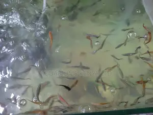 Live Bearers, Mosquito  Eating Fish for Ponds