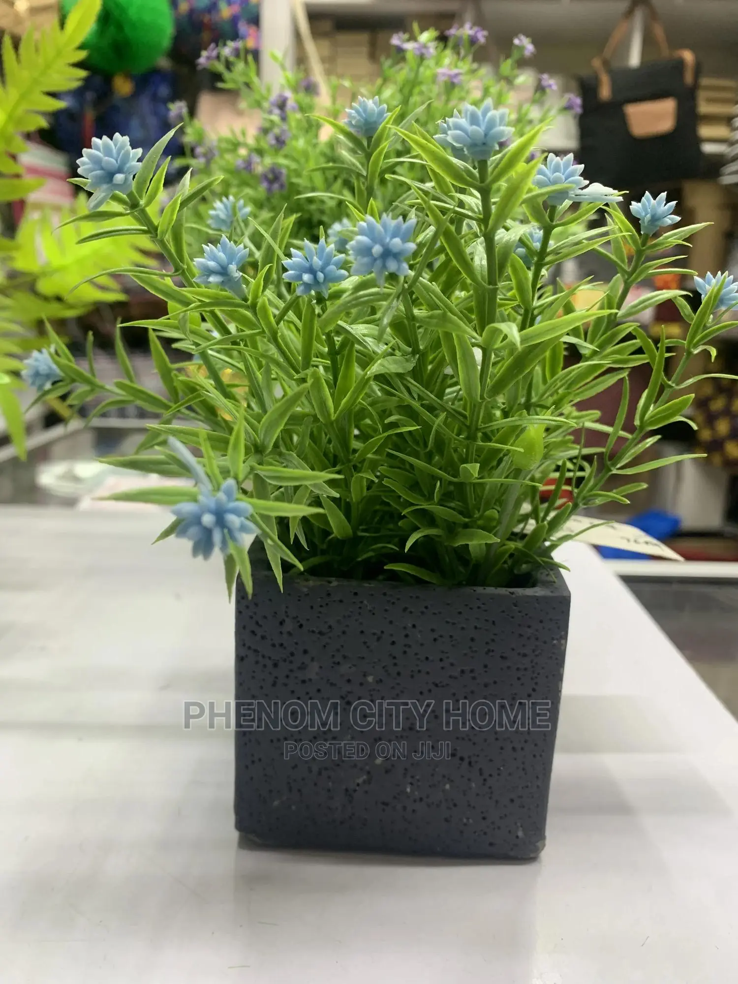 Elegant Decor Plants