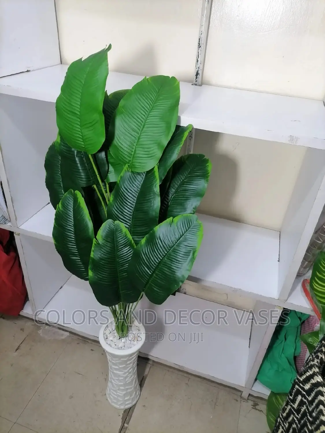 Banana Plant on Offer With Vase