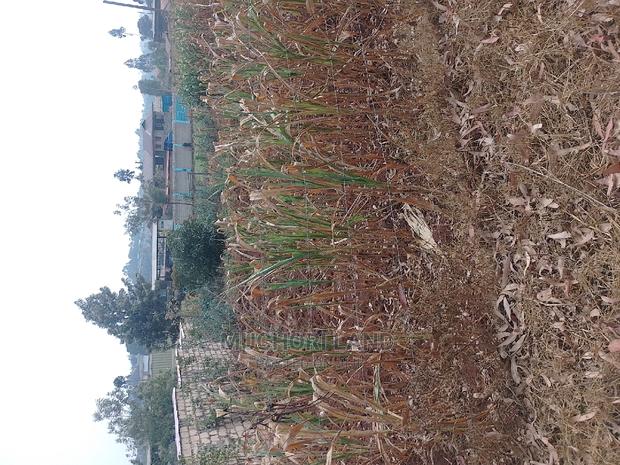 50*100 Kanyajara /Kikuyu