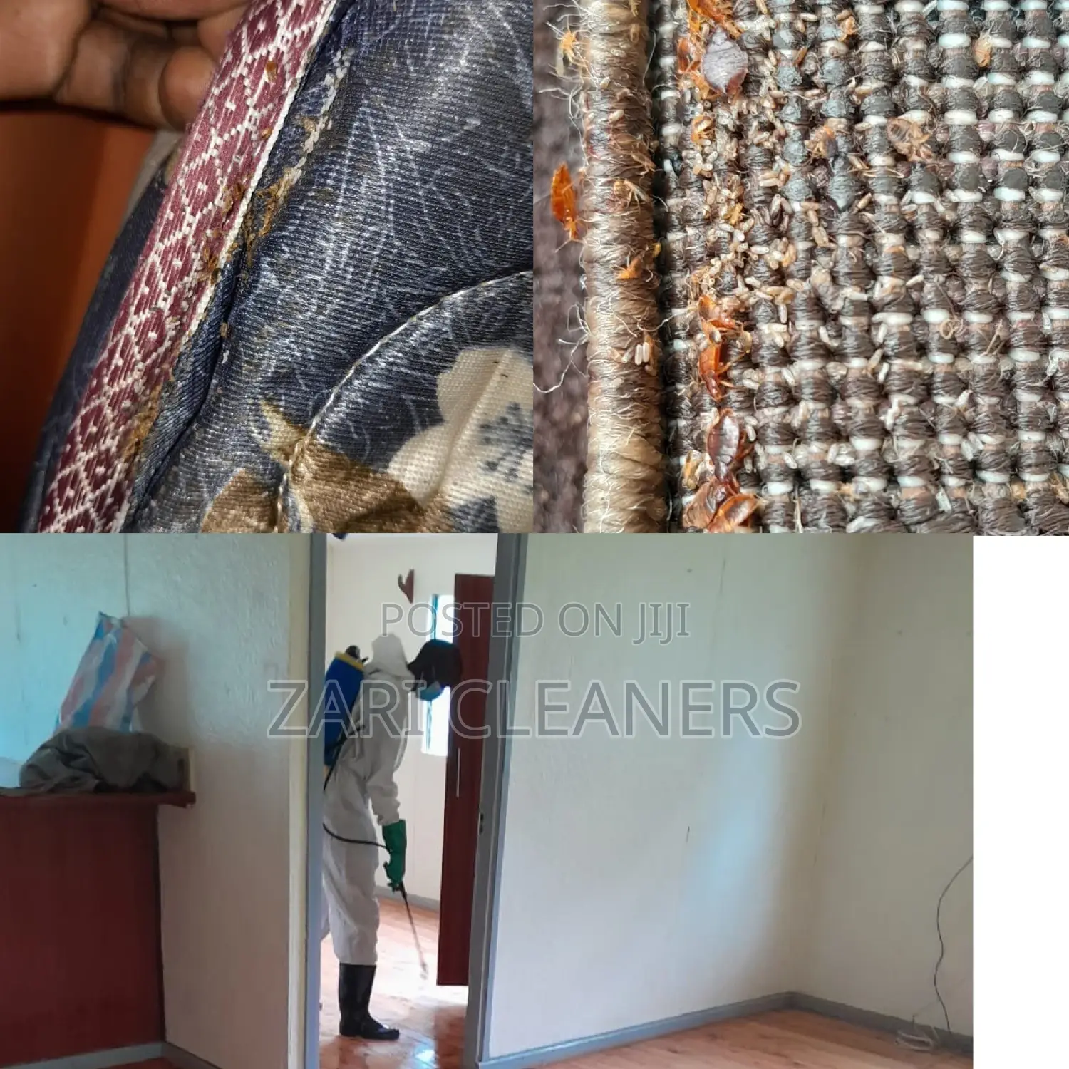 Bedbugs Removal/ Superior Knock Down