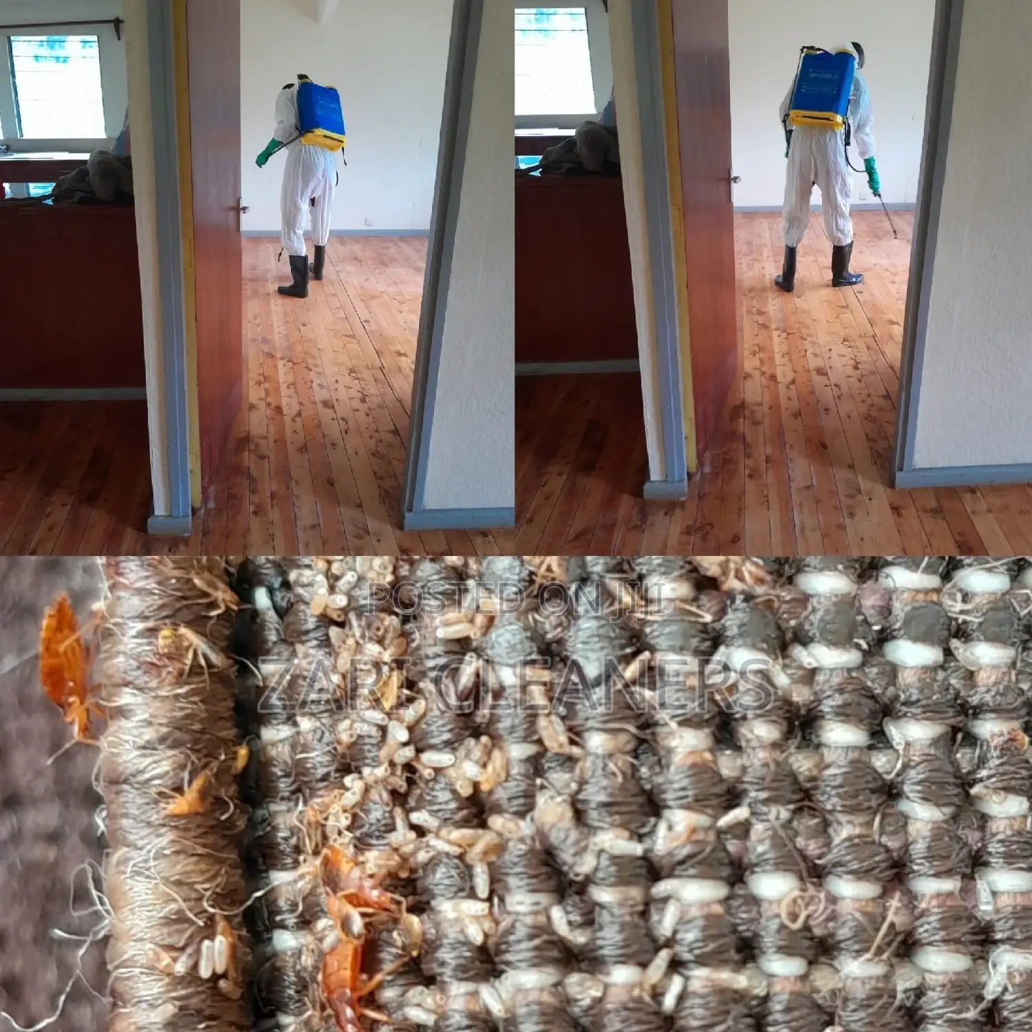 Superior Pest Controllers/ Eliminators