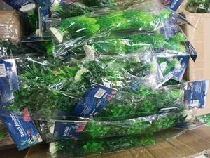 Green Variant Aquarium Plastic Plants - thumbnail 2