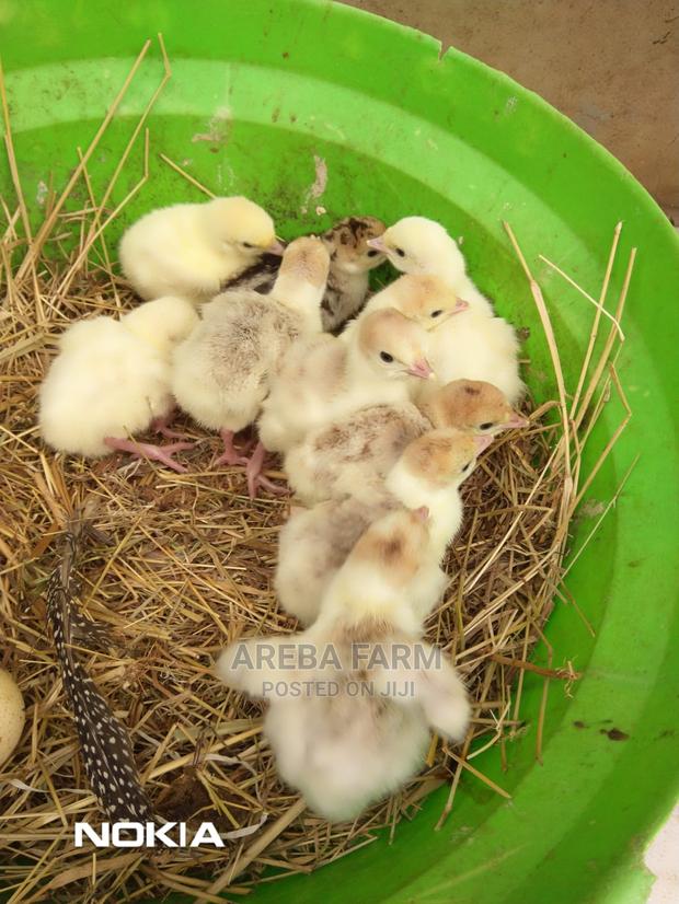 Redbourbon Turkey Chicks and Mature - main view