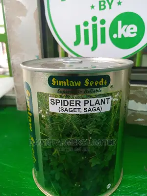 Spider Plant ,Saga 250gms