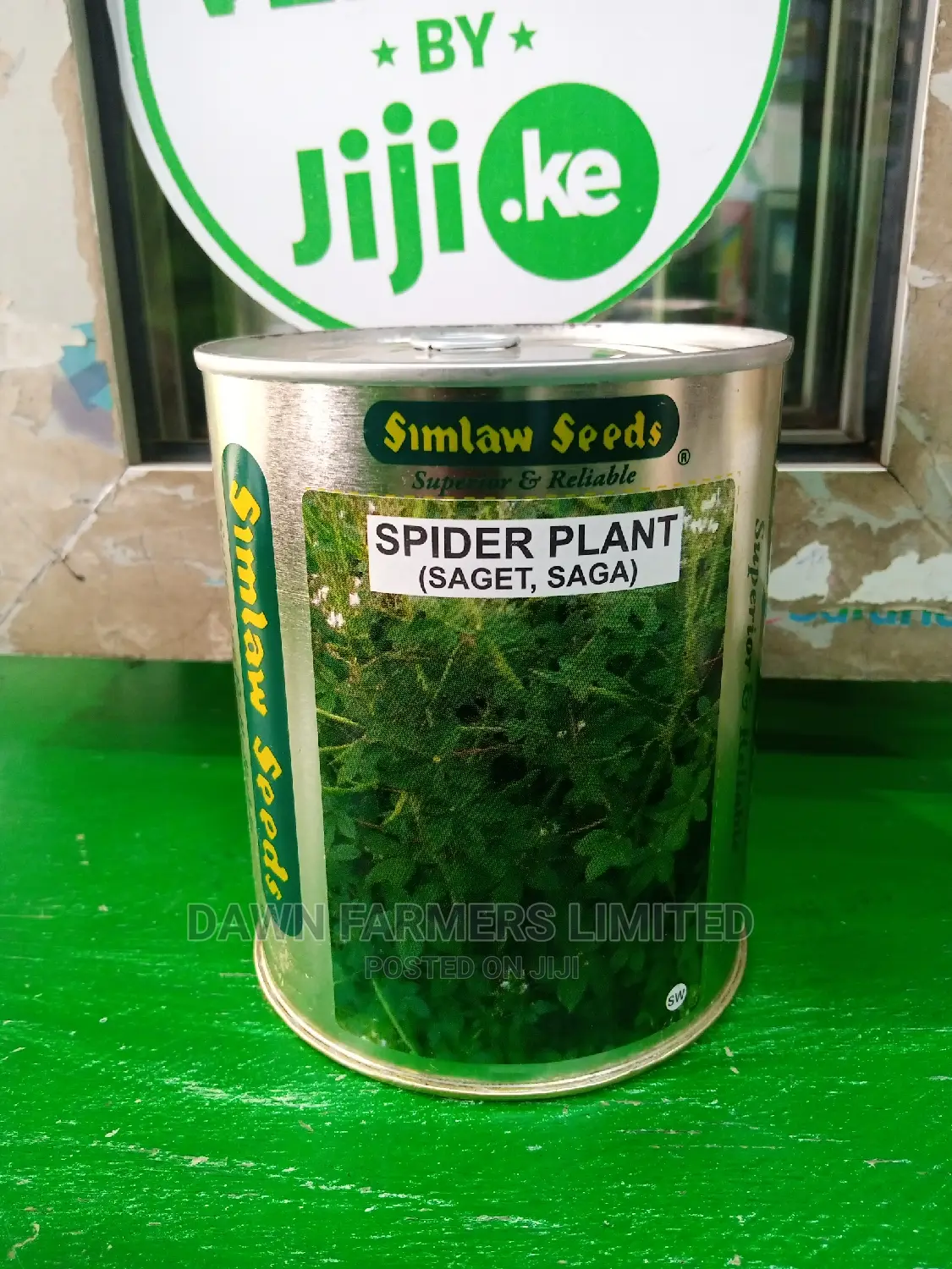 Spider Plant ,Saga 250gms