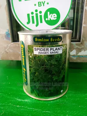 Spider Plant ,Saga 250gms