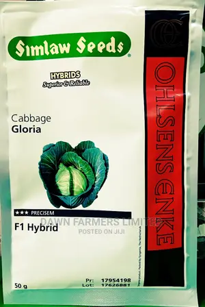 Cabbage Gloria F1 50gms Hybrid