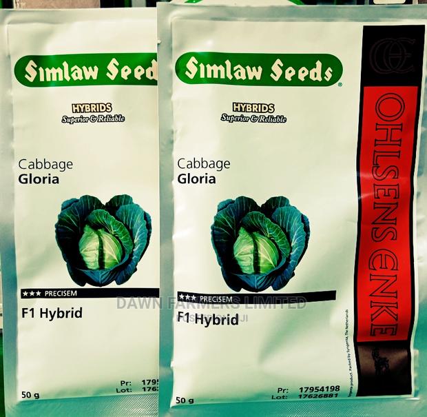 Cabbage Gloria F1 50gms Hybrid - thumbnail 2