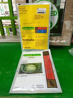 Cabbage Pruktor F1 Hybrid,10000 Seeds