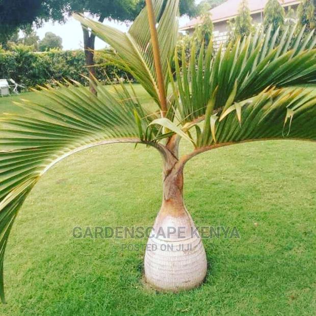 Garden Plants,Seeds,Trees, Fertilizers and Lawn Grass - thumbnail 2