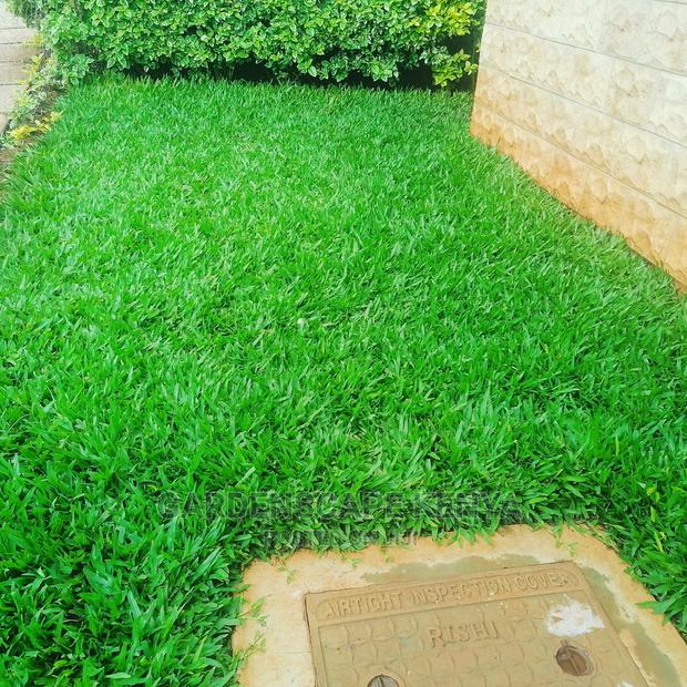 Garden Plants,Seeds,Trees, Fertilizers and Lawn Grass - thumbnail 4