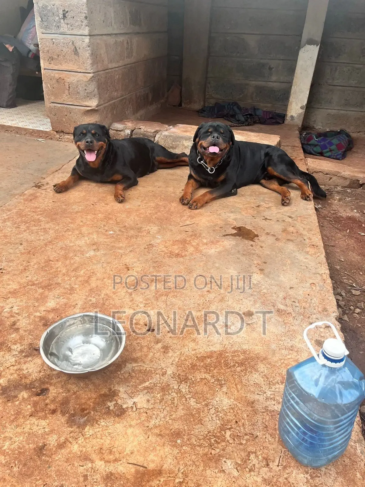 1-3 months Male Purebred Rottweiler