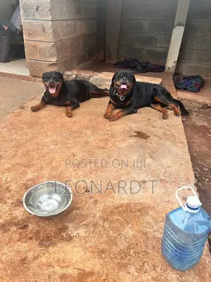 1-3 months Male Purebred Rottweiler
