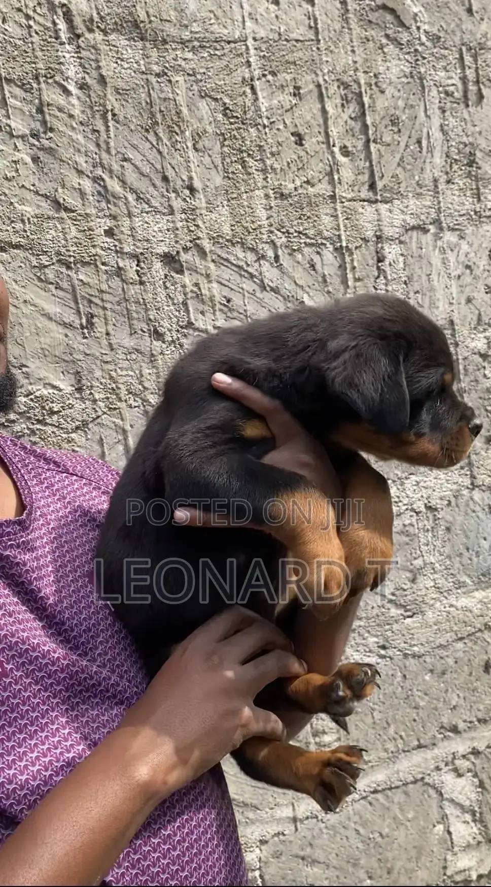 1-3 months Male Purebred Rottweiler