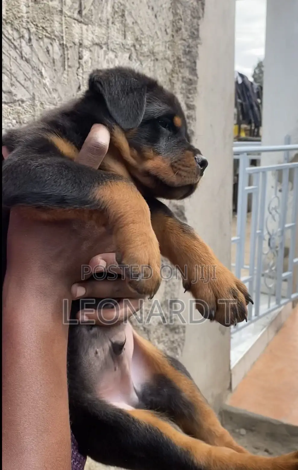 1-3 months Male Purebred Rottweiler