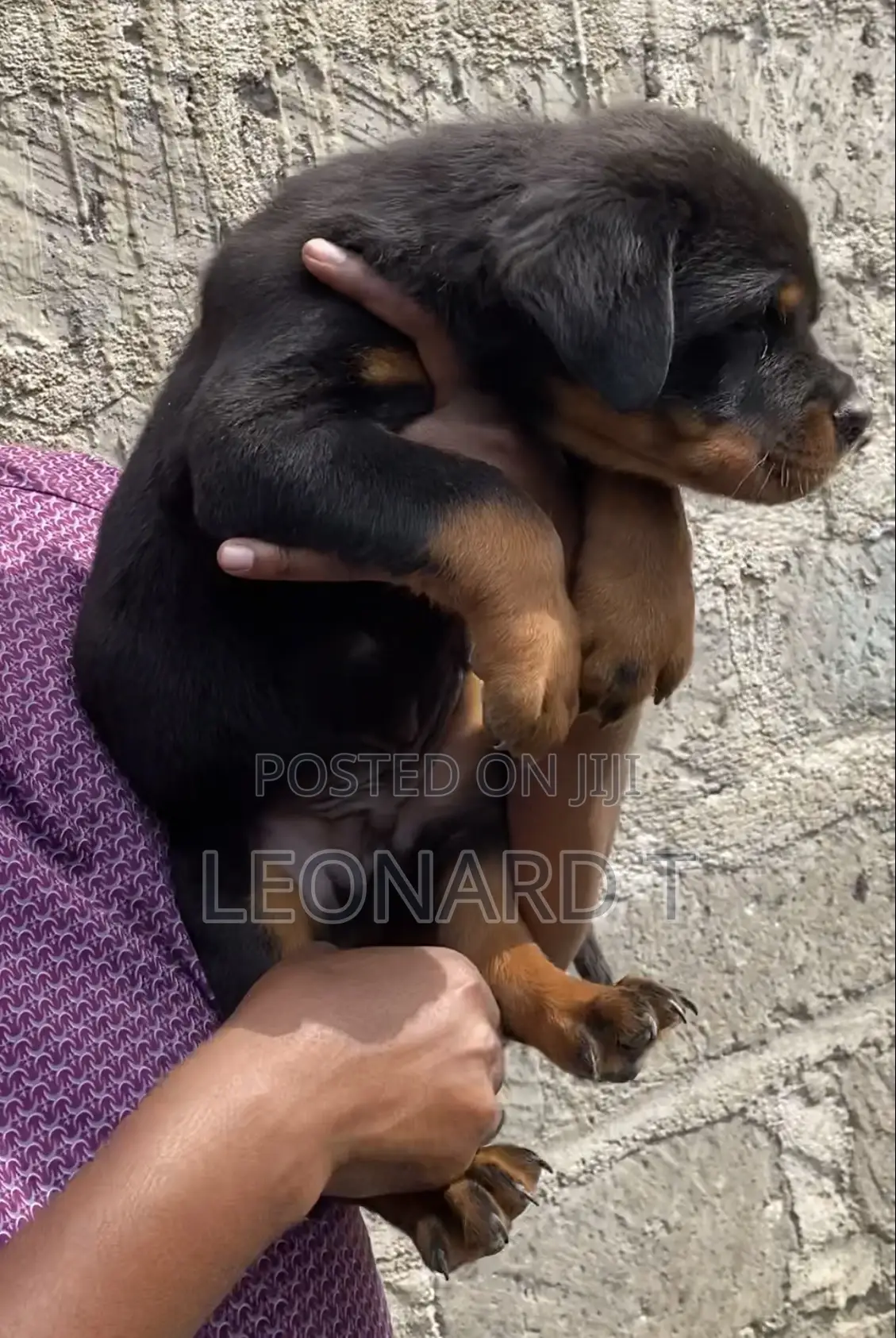 1-3 months Male Purebred Rottweiler