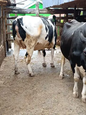 Pure Pedigree Friesian Holstein Heifer