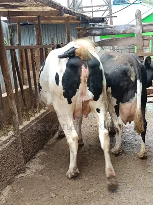 Pure Pedigree Friesian Holstein Heifer