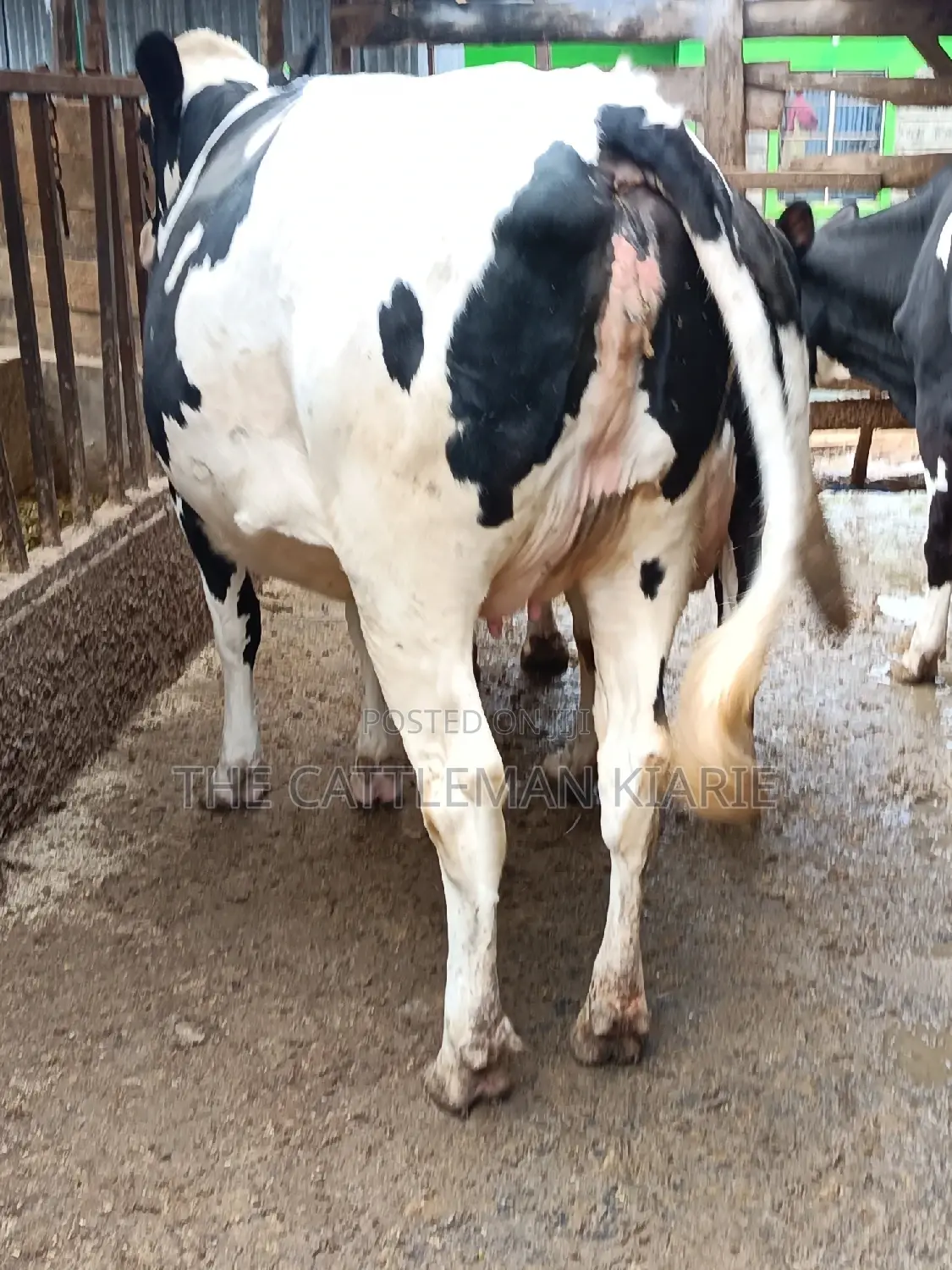Pure Pedigree Friesian Holstein Heifer