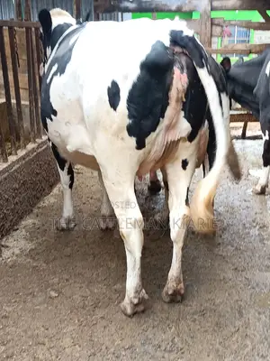 Pure Pedigree Friesian Holstein Heifer