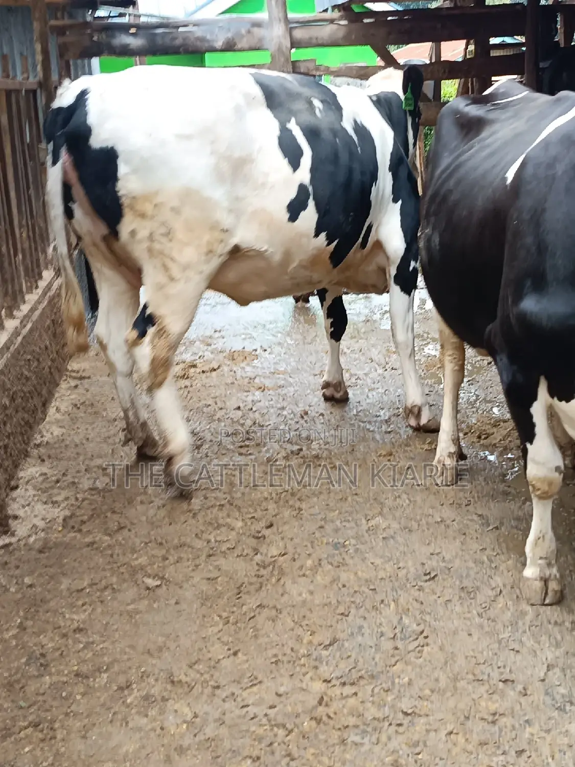 Pure Pedigree Friesian Holstein Heifer