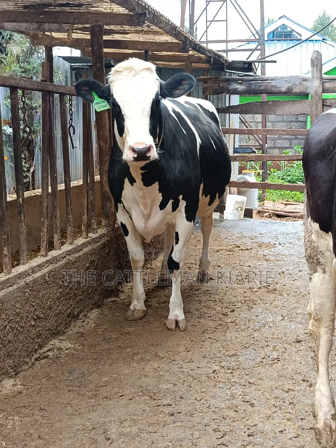 Pure Pedigree Friesian Holstein Heifer