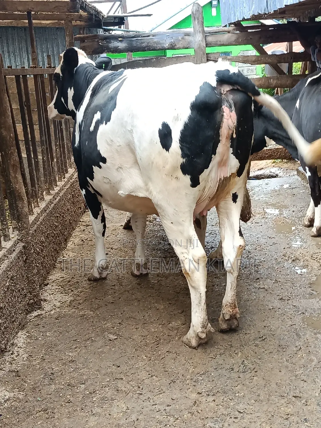 Pure Pedigree Friesian Holstein Heifer
