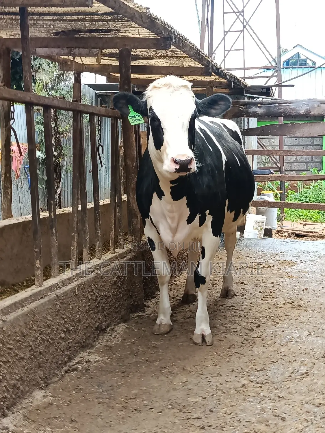 Pure Pedigree Friesian Holstein Heifer