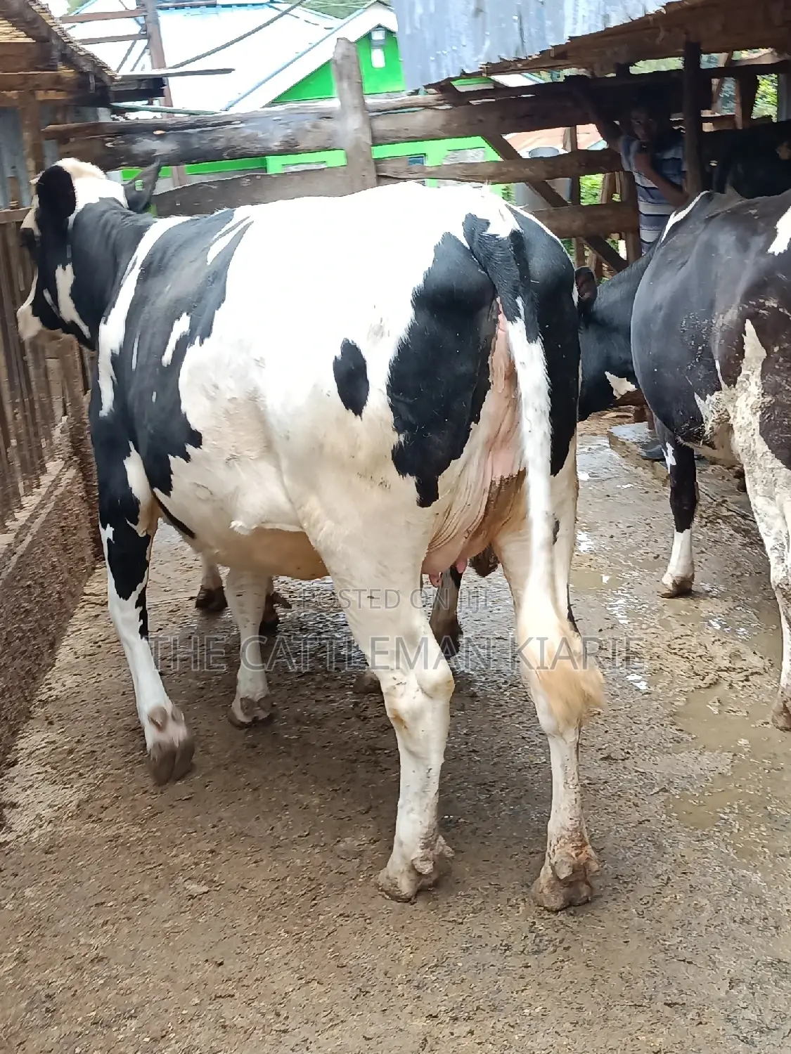 Pure Pedigree Friesian Holstein Heifer