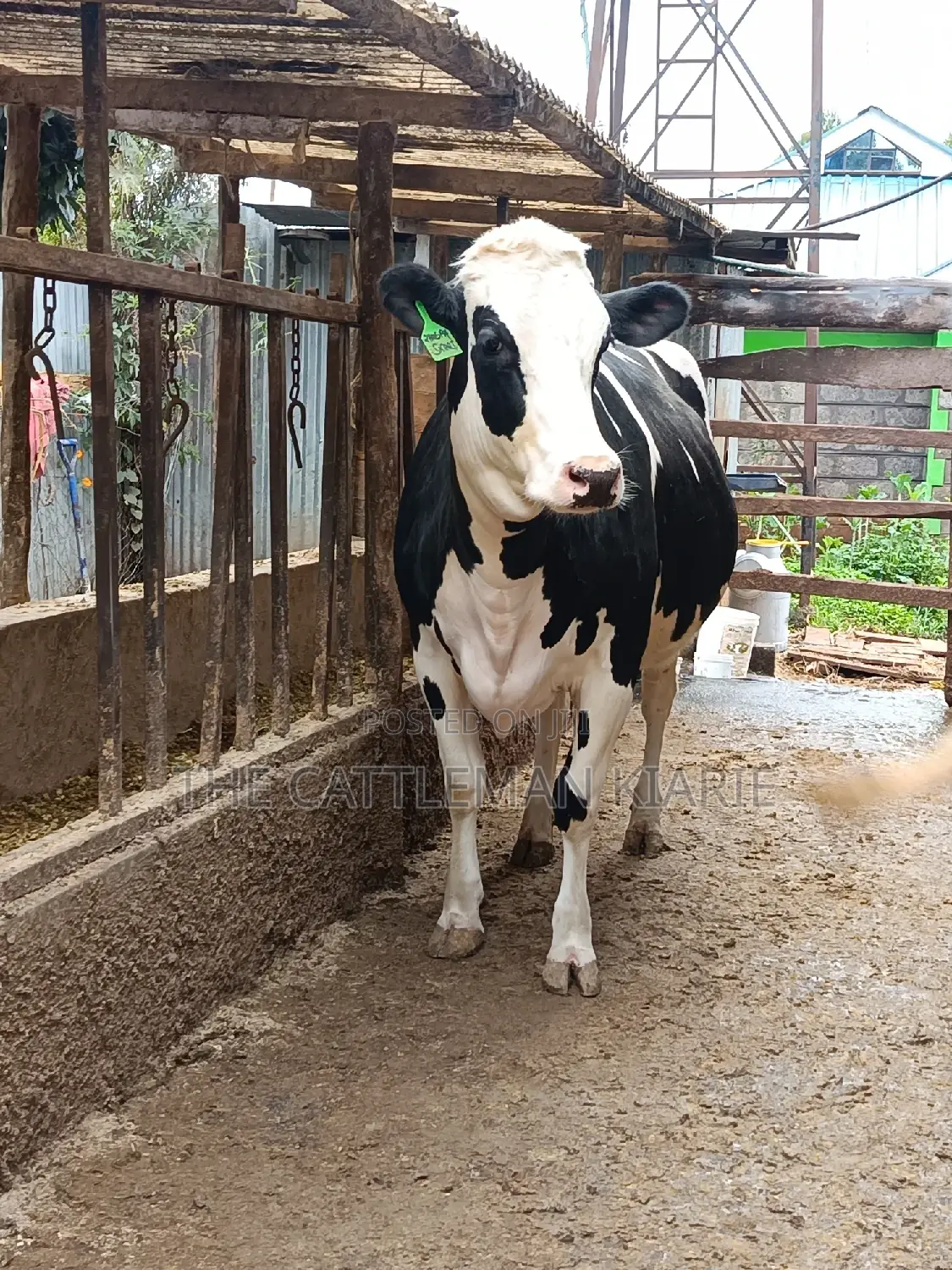 Pure Pedigree Friesian Holstein Heifer