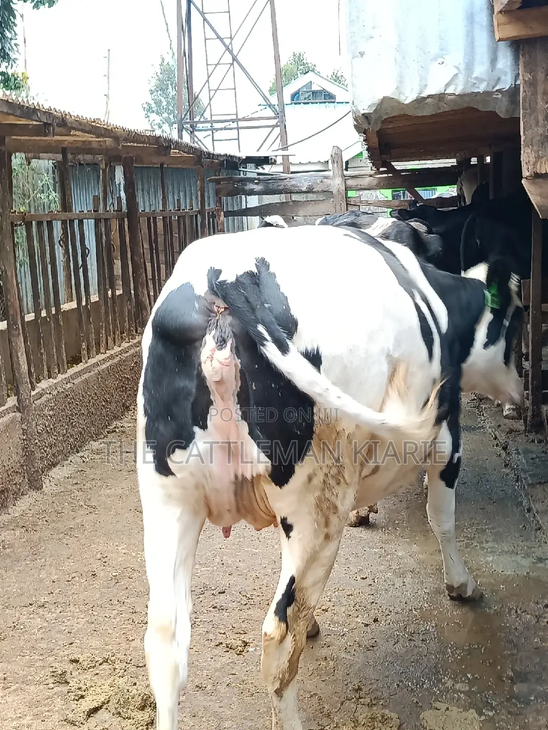 Pure Pedigree Friesian Holstein Heifer
