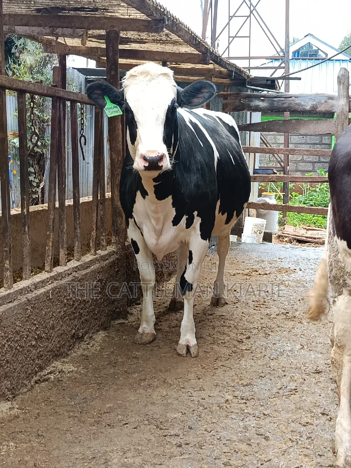 Pure Pedigree Friesian Holstein Heifer