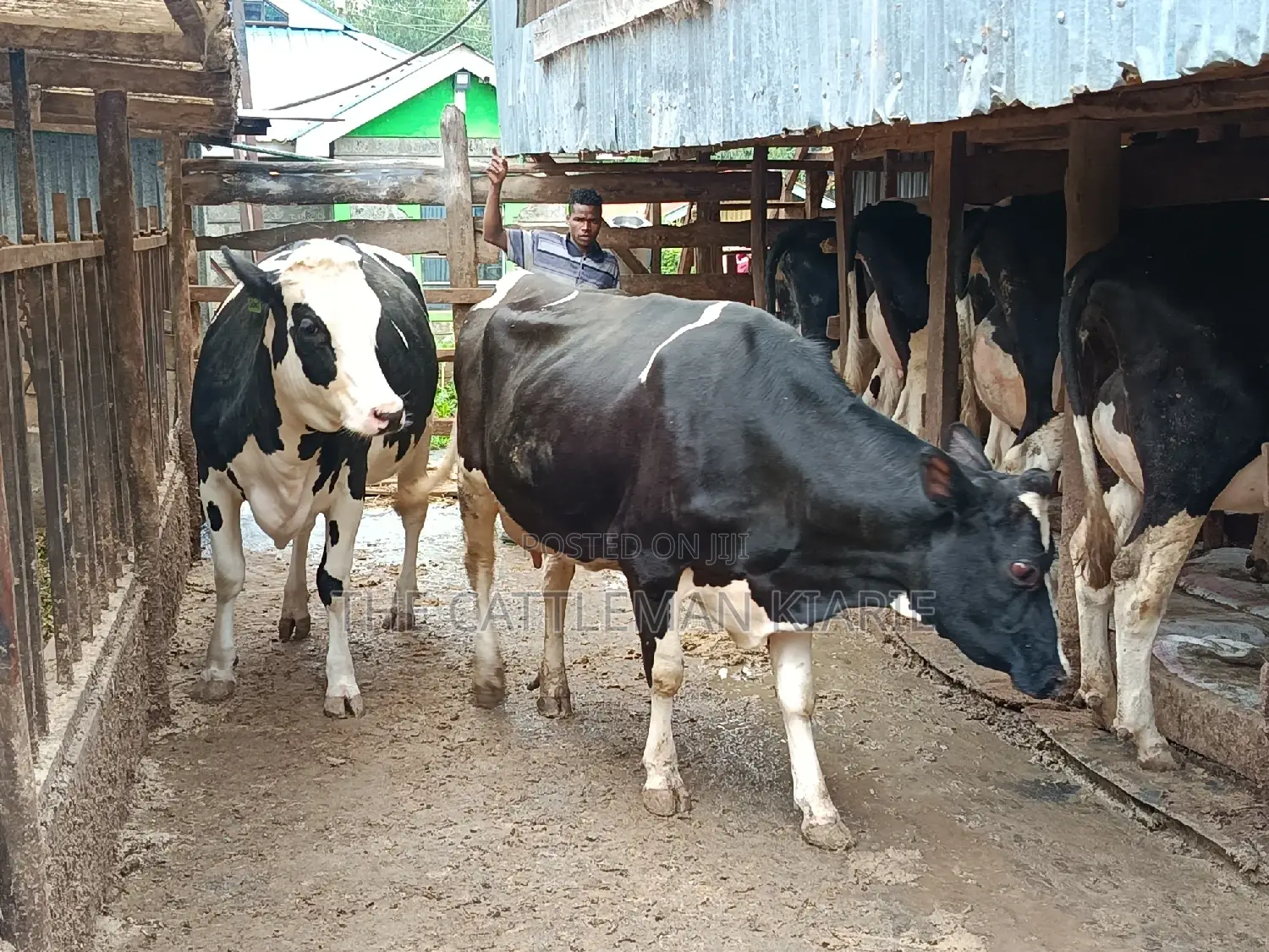 Pure Pedigree Friesian Holstein Heifer