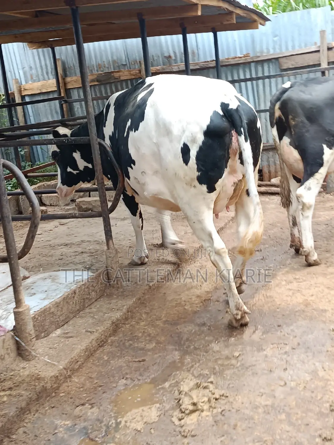 Pure Pedigree Friesian Holstein Heifer