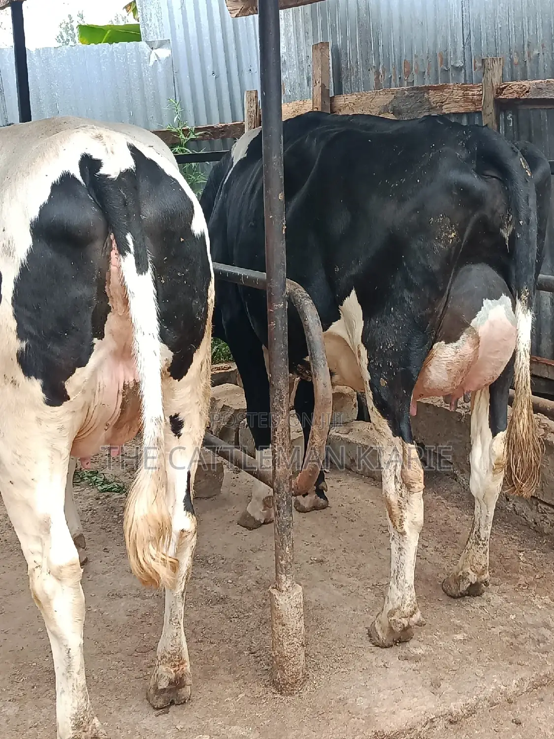 Pure Pedigree Friesian Holstein Heifer